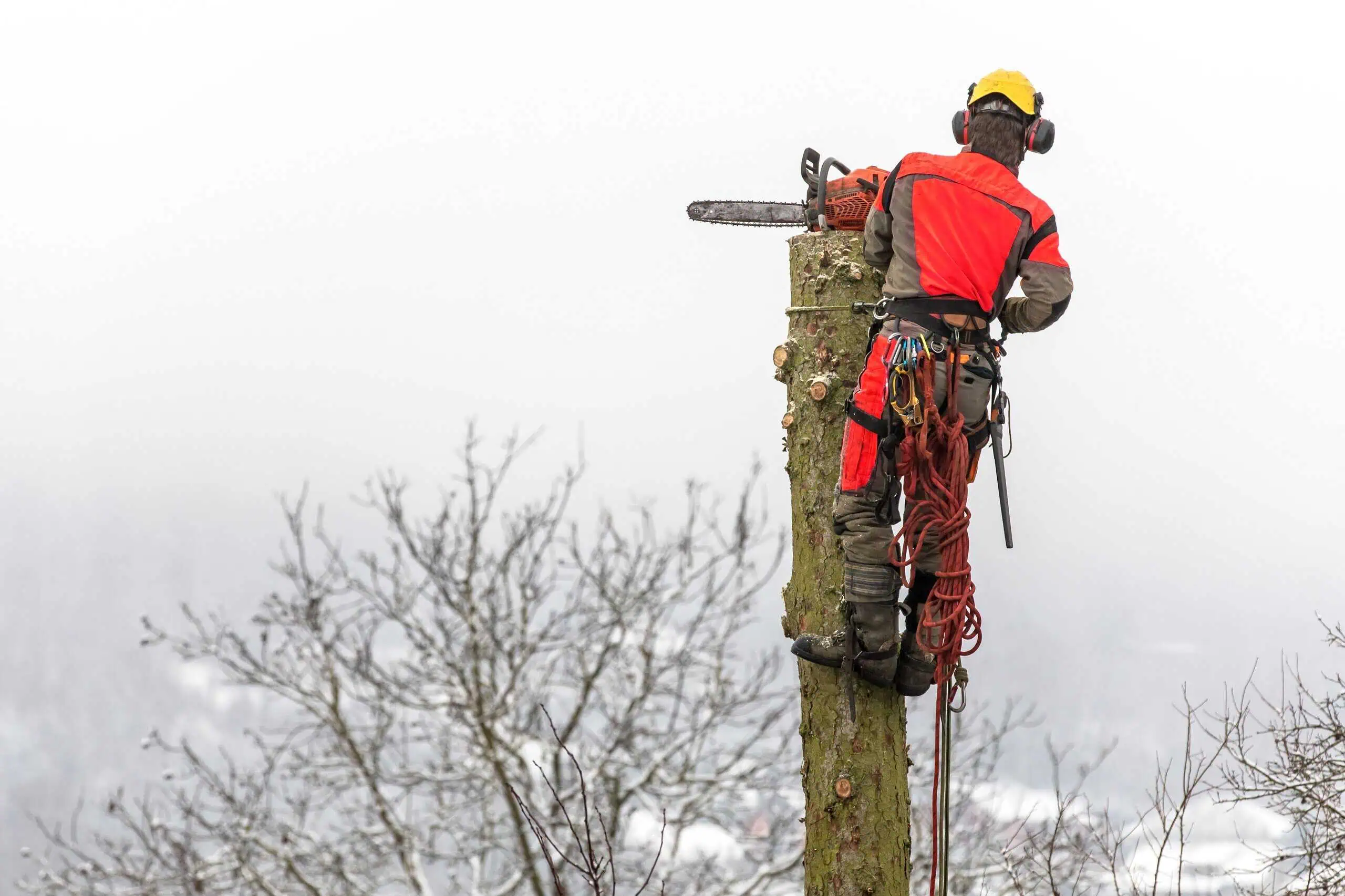 Arborist Insurance North Carolina