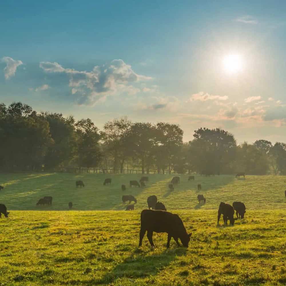 Farm & Ranch Insurance North Carolina